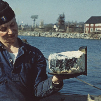 Så luktar Vasaskeppets 400 år gamla smör – historien om maten i flottan