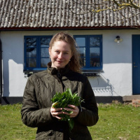Ramslöksdrottningen från London skördar i Skåne