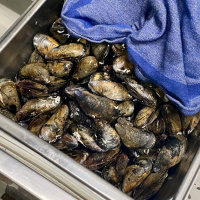 Det stora mussel-mysteriet