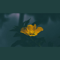 Even When It Hurts: How Christ Reveals Himself in Pain