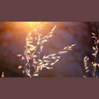 If a Grain of Wheat Dies, It Bears Much Fruit