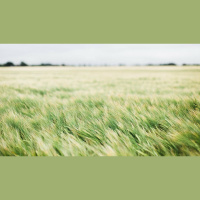 It Is the Spirit That Gives Life