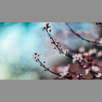 Be Diligent to Enter God’s Rest