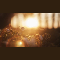 The Risen Christ — His Peace, Power, and Purpose