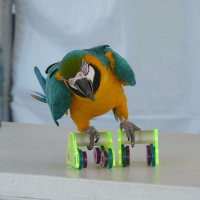 Episode 88: A Parrot on Roller Skates