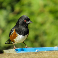 The Song of an Eastern towhee .