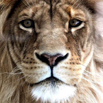 Leones
