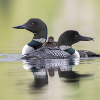 Find our everything you need to know about the loon