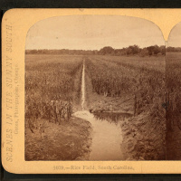 Raptors in the riceland