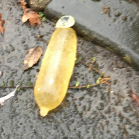 A Condom Full Of Pee