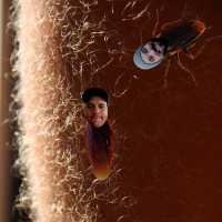 Roaches  Blonde Leg Hairs