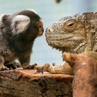 Monkey v Lizard