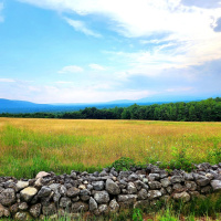 Trees New Hammy Solo Show