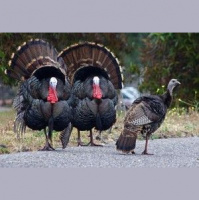 Nov. 25, 2015: Thanksgiving Show