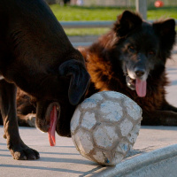 #394 Los reyes (2019) y el cine de Perut-Osnovikoff