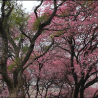 #407 La Flor: Episodio 4 (2018), de Mariano Llinás