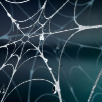 Be Like A Fly Admiring The Web