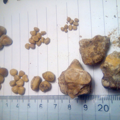 Blakes Bombs Of Knowledge