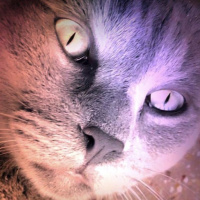 Los Gatos de Ulthar (Lovecraft) | Audiolibro - Audiorelato
