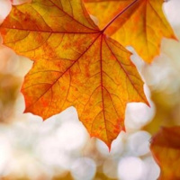 Otoño (Jordi San Nicolás) Audiolibro - Colaboración
