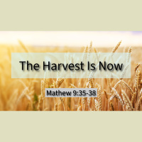 The Harvest Is Now