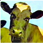 Oficio De Antropólogos