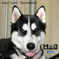 MoA i luren - Djurdoktorn