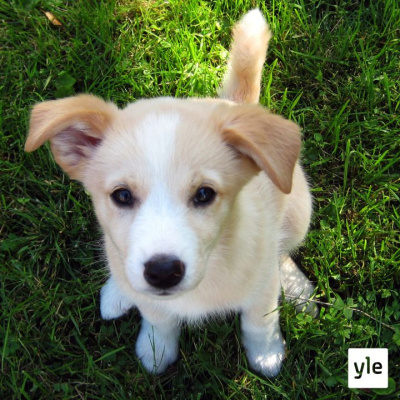 Radio Suomesta Poimittuja