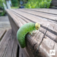 Metamorfoosin ihme ja toukan kumma