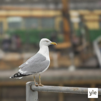 Jäätelönryöstäjät tulevat!