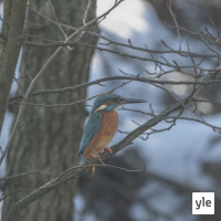 Unissaanbongaaja näki kunkun!