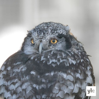 Ei pöllömpi työtehtävä!