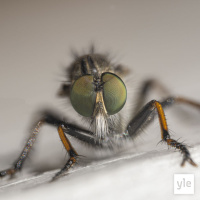 Kodin pikkuystävät