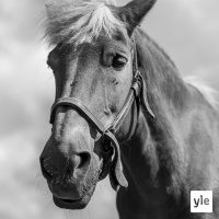 Sun villakoirasi nimi oli Rin Tin Tin