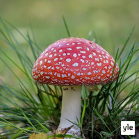 Sieniretkellä Blomiksen kanssa (U)