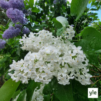 Tunteita ja tuoksuja