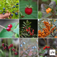 Musti- ja mansikoita!