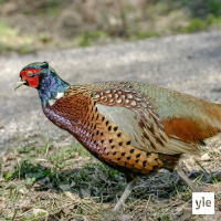 Fasaani karkuteillä