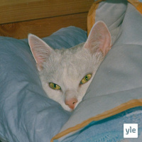 Lemmikiksi Blomikselle?