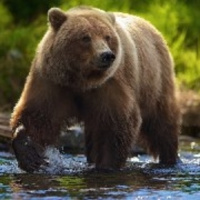 La Garra del Oso: Las Mafias Sindicales