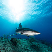 Pod Pick: Shark Talk