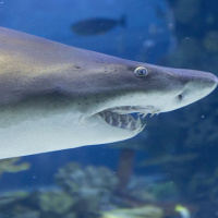 Pod Pick: Long Island Shark Attack