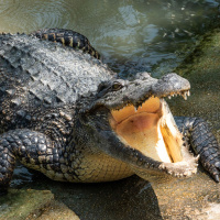Wednesday, May 31: Tribe Prison Tips Building Cases For Rock Stars Surviving A Crocodile Attack