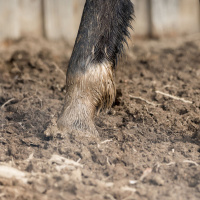 Pod Pick: Horses Stuck In Mud Rescued In Connecticut Woods