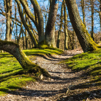 89 – Buddhist Practice as a Lifelong Path of Growth and Transformation