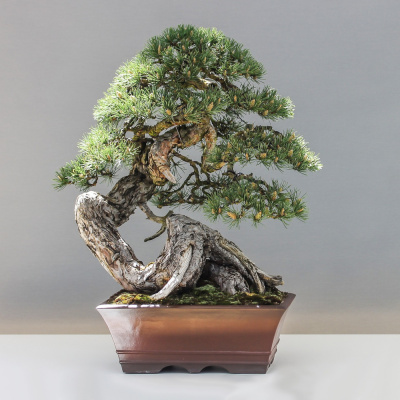The Zen Studies Podcast