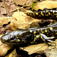 Tras Las Huellas De La Naturaleza. Ambystoma Velasci el Ajolote Punk