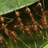 Las Hormigas. Biología. Tras las Huellas de la Naturaleza.