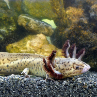 Tras Las Huellas de la Naturaleza. El Ambystoma Taylora en los Ambystomas también lloran.