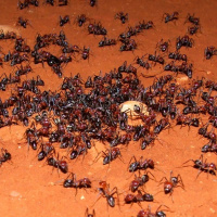 Las Hormigas segunda parte. Biología. Tras las Huellas de la Naturaleza.